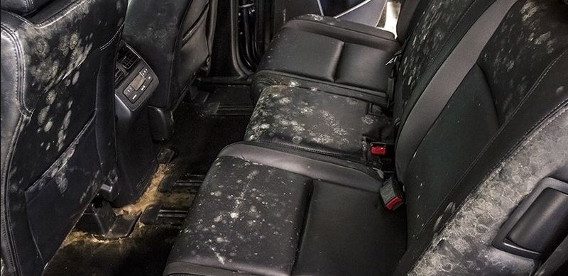 ghế da bị nấm mốc